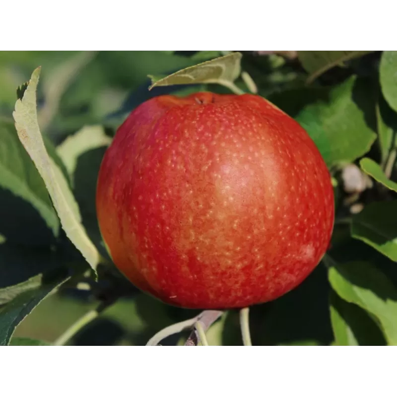 Žagarės sodų vaismedžiai internetu su pristatymu į namus