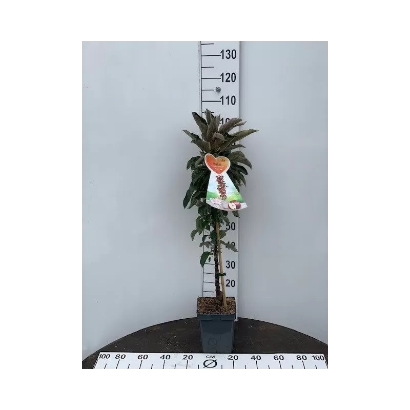 Obelų sodinukai internetu su pristatymu į namus