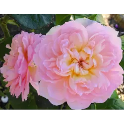 Rožė - Rosa ELIZABETH