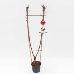 Trešnė (giminės) dvi vienoje - Prunus avium DUO