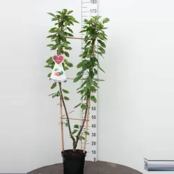 Trešnė (giminės) dvi vienoje - Prunus avium DUO