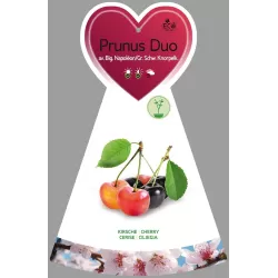 Trešnė (giminės) dvi vienoje - Prunus avium DUO