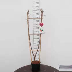 Trešnė (giminės) dvi vienoje - Prunus avium DUO