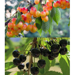 Sweet cherry - Prunus avium SUNBURST