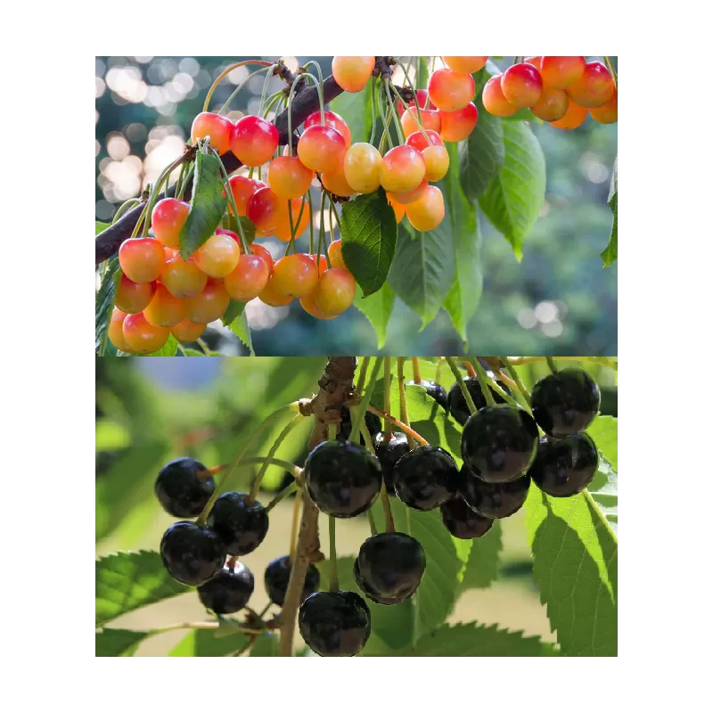 Trešnė (giminės) dvi vienoje - Prunus avium DUO