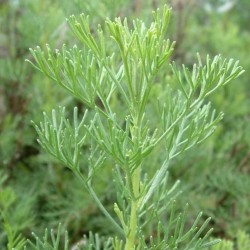 Artemisia abrotanum