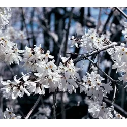 Abeliophyllum distichum