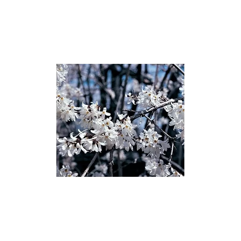 Ankstyvasis baltvas - Abeliophyllum distichum