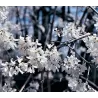 Ankstyvasis baltvas - Abeliophyllum distichum