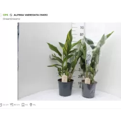 Retų ir egzotinių augalų prekyba internetu ir pristatymas į namus