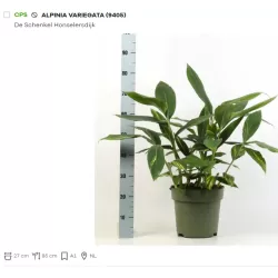 Retų ir egzotinių augalų prekyba internetu ir pristatymas į namus