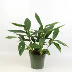 Retų ir egzotinių augalų prekyba internetu ir pristatymas į namus