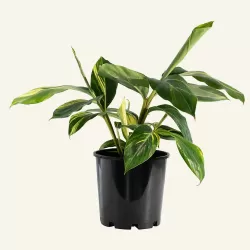 Retų ir egzotinių augalų prekyba internetu ir pristatymas į namus