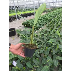 Retų ir egzotinių augalų prekyba internetu ir pristatymas į namus