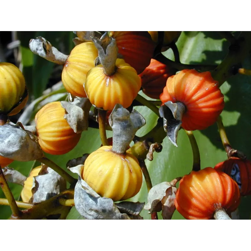 Retų ir egzotinių augalų prekyba internetu ir pristatymas į namus