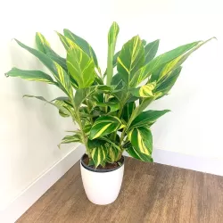 Retų ir egzotinių augalų prekyba internetu ir pristatymas į namus