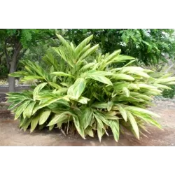 Retų ir egzotinių augalų prekyba internetu ir pristatymas į namus