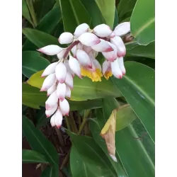 Retų ir egzotinių augalų prekyba internetu ir pristatymas į namus