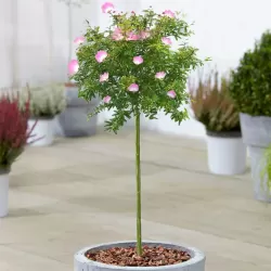 Calliandra tweedi DIXIE PINK