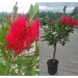 Red flowering bottlebrush tree - Callistemon rugulosus laevis