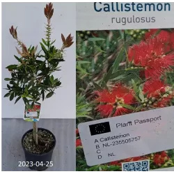 Red flowering bottlebrush tree - Callistemon rugulosus laevis