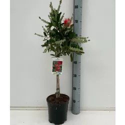 Raudonžiedis kalistemonas - Callistemon rugulosus laevis