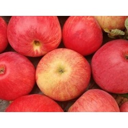 Obelų sodinukai internetu su pristatymu į namus