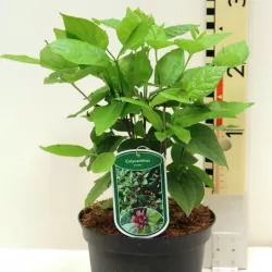 Virgininis kalikantas - Calycanthus floridus