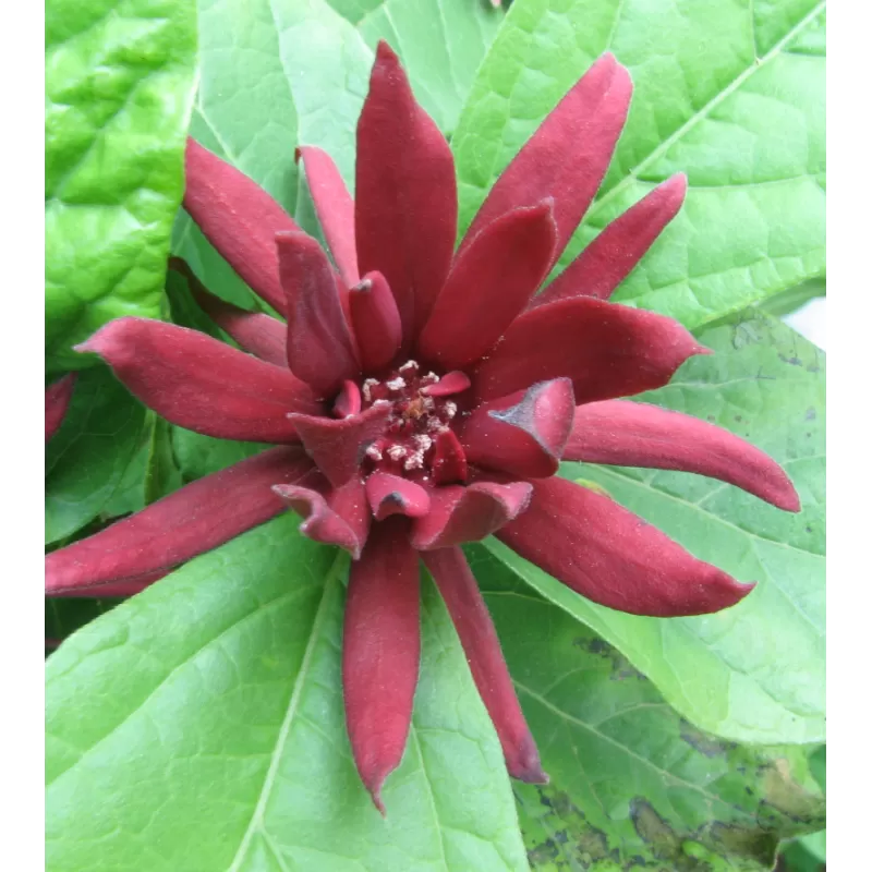 Virgininis kalikantas - Calycanthus floridus