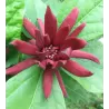 Calycanthus floridus