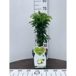 Kriaušė (nykštukinė) - Pyrus communis (patio) LOUISA