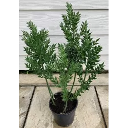 Egzotiniai augalai internetu