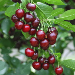 Sweet cherry - Prunus avium (patio) MORELLO