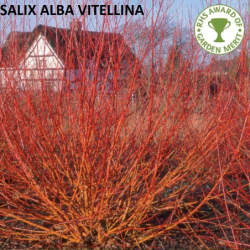 Baltasis gluosnis - Salix alba Vitellina P40C45 160CM 5-7st