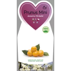 Plum - Prunus domestica (patio) MIRABELLE