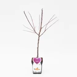 Slyvų sodinukai internetu su pristatymu į namus