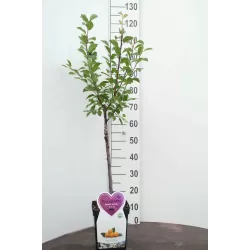 Plum - Prunus domestica (patio) MIRABELLE