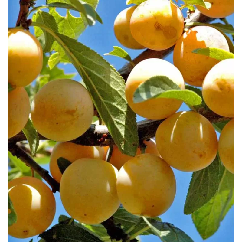 Plum - Prunus domestica (patio) MIRABELLE