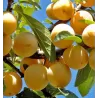 Plum - Prunus domestica (patio) MIRABELLE