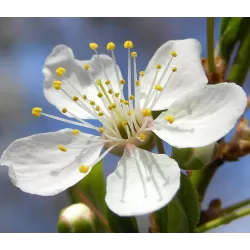 Plum - Prunus domestica (patio) MIRABELLE