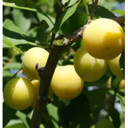 Plum - Prunus domestica (patio) MIRABELLE