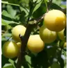 Plum - Prunus domestica (patio) MIRABELLE