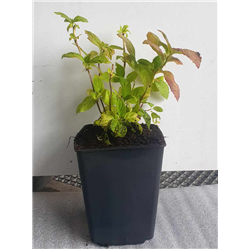 Hydrangea macrophylla FREUDENSTEIN
