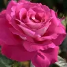 Rožė - Rosa BARONNE DE ROTHSCHILD ®