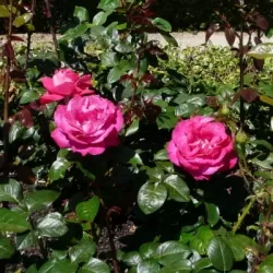 Rožė - Rosa BARONNE DE ROTHSCHILD ®