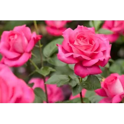 Rožė - Rosa BARONNE DE ROTHSCHILD ®