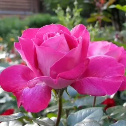 Rožė - Rosa BARONNE DE ROTHSCHILD ®