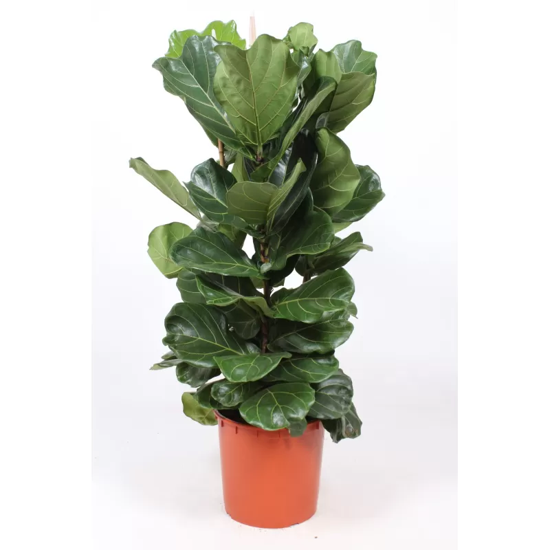 Lyralapis fikusas - Ficus lyrata
