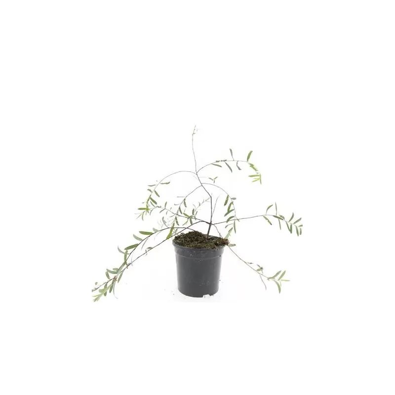 Salix purpurea PENDULA