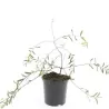 Salix purpurea PENDULA